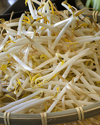 Photo of bean sprouts